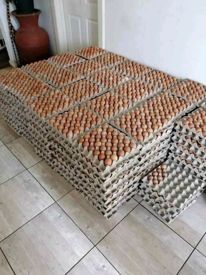 Fresh Eggs